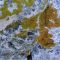 Lichen
