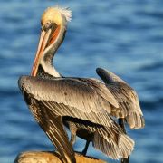 California Brown Pelicans