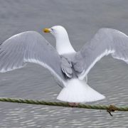 Lofoten og Vesterålen