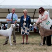 WINDSOR DOG SHOW GREYHOUNDS