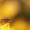 Macro Work
