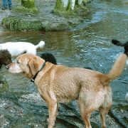 New Forest 2010