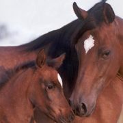 Cheval Arabe - Egypte