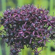 Allium