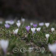 Nature's Macro