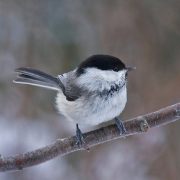 Small birds