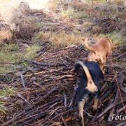 Skogstur med Per og hundene