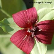 trillium 2010