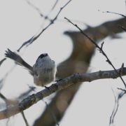 Mésange à longuequeue