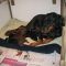 Puppy update I
