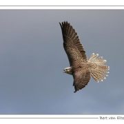 Falcons - Masters of the sky