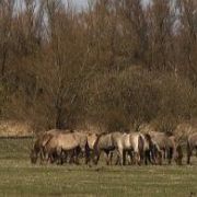 Konikpaarden