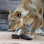 RiverBankZoo