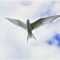 Birds of the Farne Islands