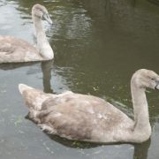 Abbotsbury Swannery 27 Aug