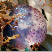 marine life of italy