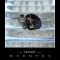 Katzenkalender Klettgaukatzen 2012