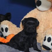 Puppies almost 6 weeks!