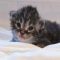 H-litter 2 weeks