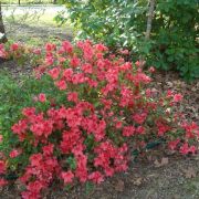 Early 2012 Spring More