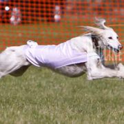 LURE COURSING MARCH 2012