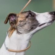 Images from The Whippet Club Champ.show 2012