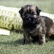Yu-Tan x Ki-Ma puppies almost 4 weeks