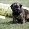 Yu-Tan x Ki-Ma puppies almost 4 weeks