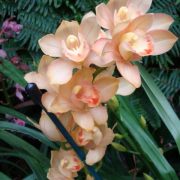 Orchid Show - Part 2