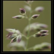 Grasses