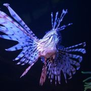Aquaria