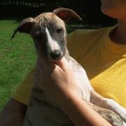 CHIOT