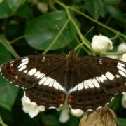 Apatura iris femelle Grand mars changeant