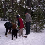 xmas tree 07