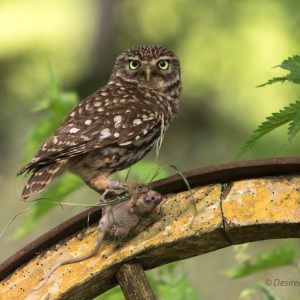 Steenuiltjes - Little Owl