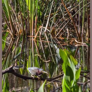 Corkscrew Swamp Sanctuary 2018 - January