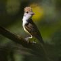 Birds of Ixtapa Mexico