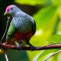 Birds of Green Island -The Great Barrier Reef