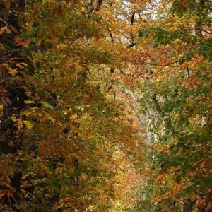 Herfst