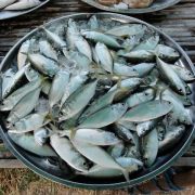 Still Life, Market Phu Noi