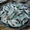Still Life, Market Phu Noi