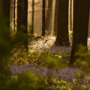 Sous-bois de jacynthes sauvages