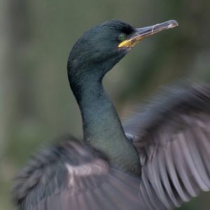 Zeevogels