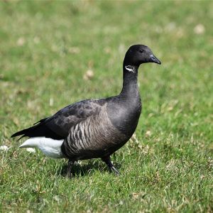 Gans en Zwanen Anseriformes