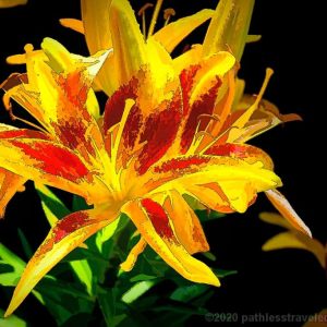 Summer Flowers