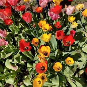 12.4.2025 Rund um Hünxe im Frühling