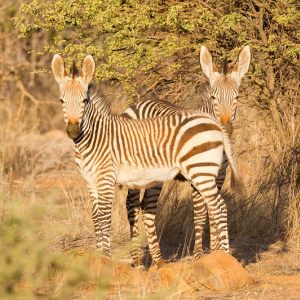 Erindi Private Game Reserve - Namibia