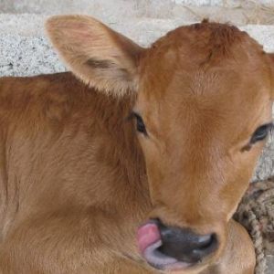 Ancient Organics Lakshmi Kamadhenu Organic Dairy and Creamery