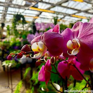Pictures from the day-Bilder från dagen