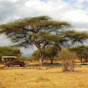 Wildlife, Kenya 2007